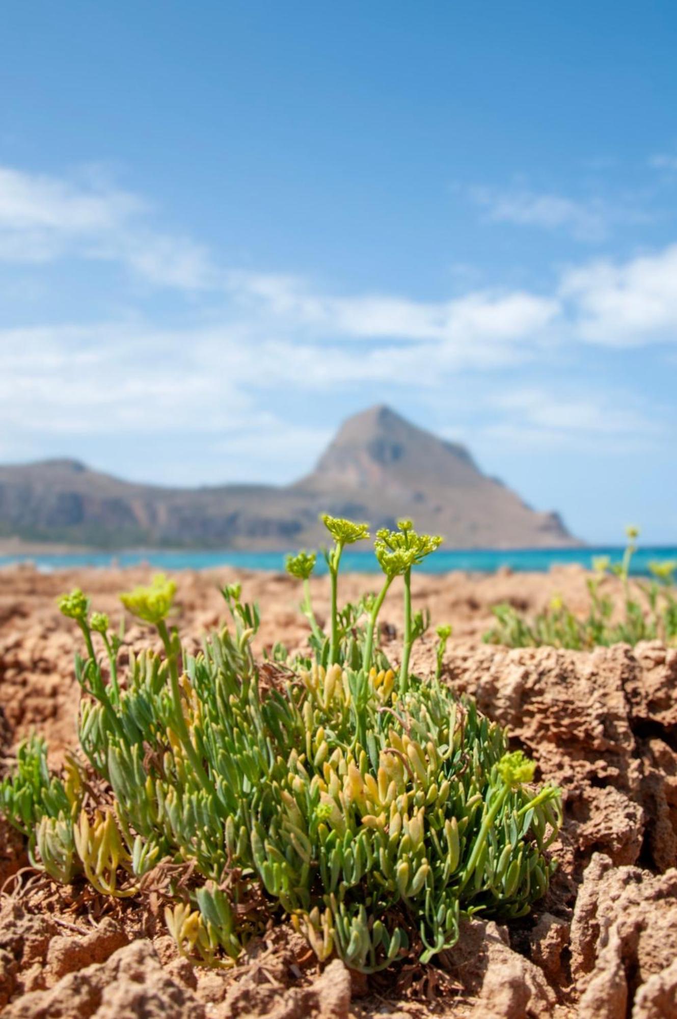 Appartamento Casa Magnolia San Vito Lo Capo Eksteriør billede